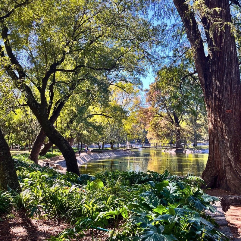 A scenic view of Chapultepec Park in Mexico City, filled with lush, mature trees and a serene lake in the background, offering a peaceful escape in the heart of the city.
