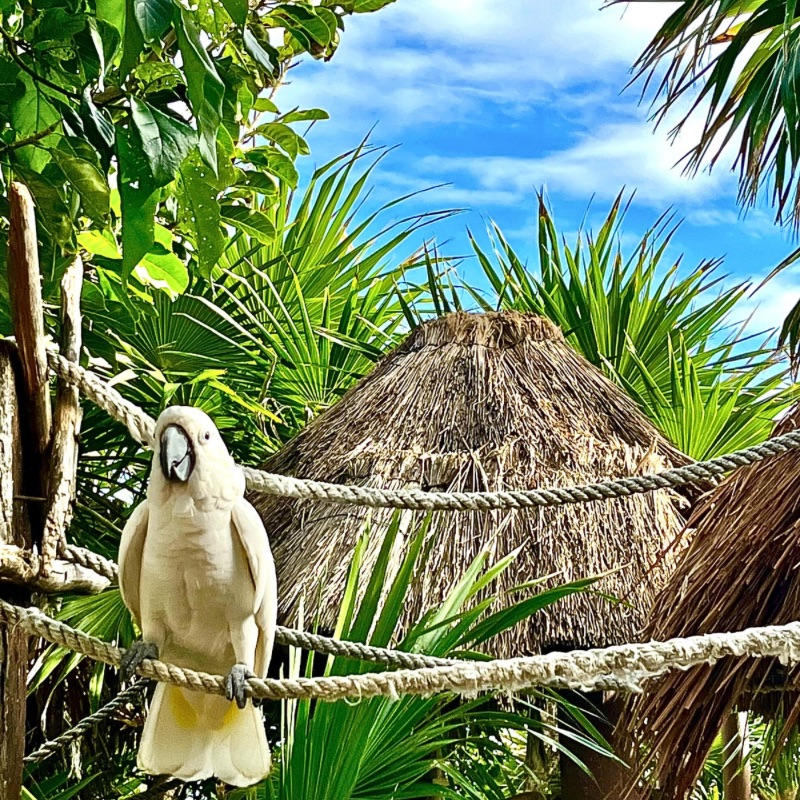 A white cockatoo perches on a rustic rope bridge, its crest illuminated by the golden Caribbean sunlight. Behind it, swaying palm fronds and thatched palapa huts blend seamlessly into Cozumel’s wild east coast. The ocean breeze rustles through the scene, carrying the scent of salt and earth as waves crash beyond the bar’s edge.