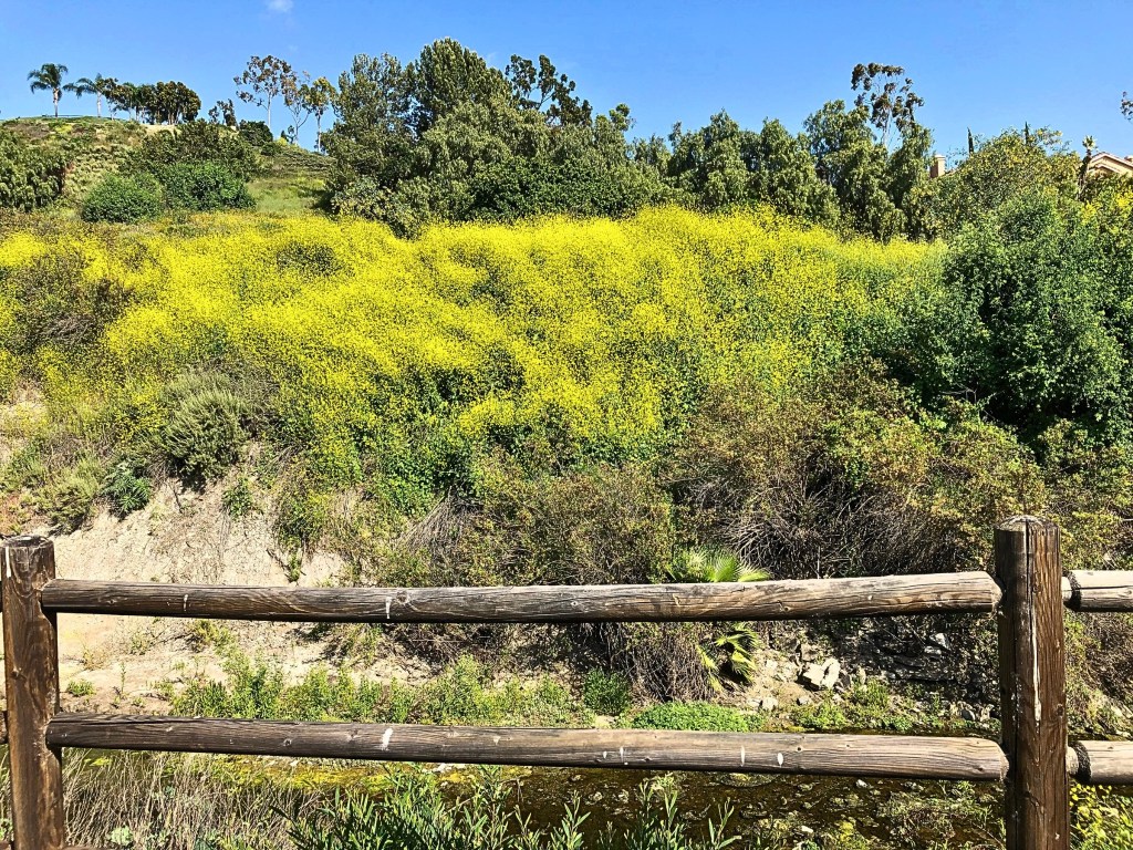 A sunlit hiking trail bordered by golden mustard flowers cascading over an earthy slope.