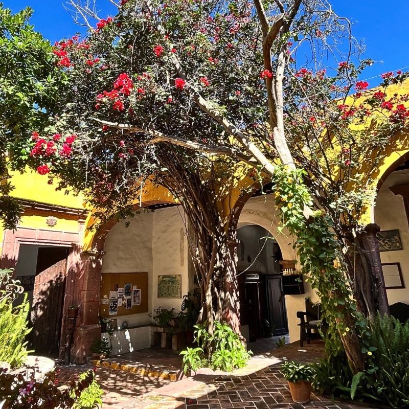 A mature tree with red flowers growing in a hidden patio of San Miguel de Allende.