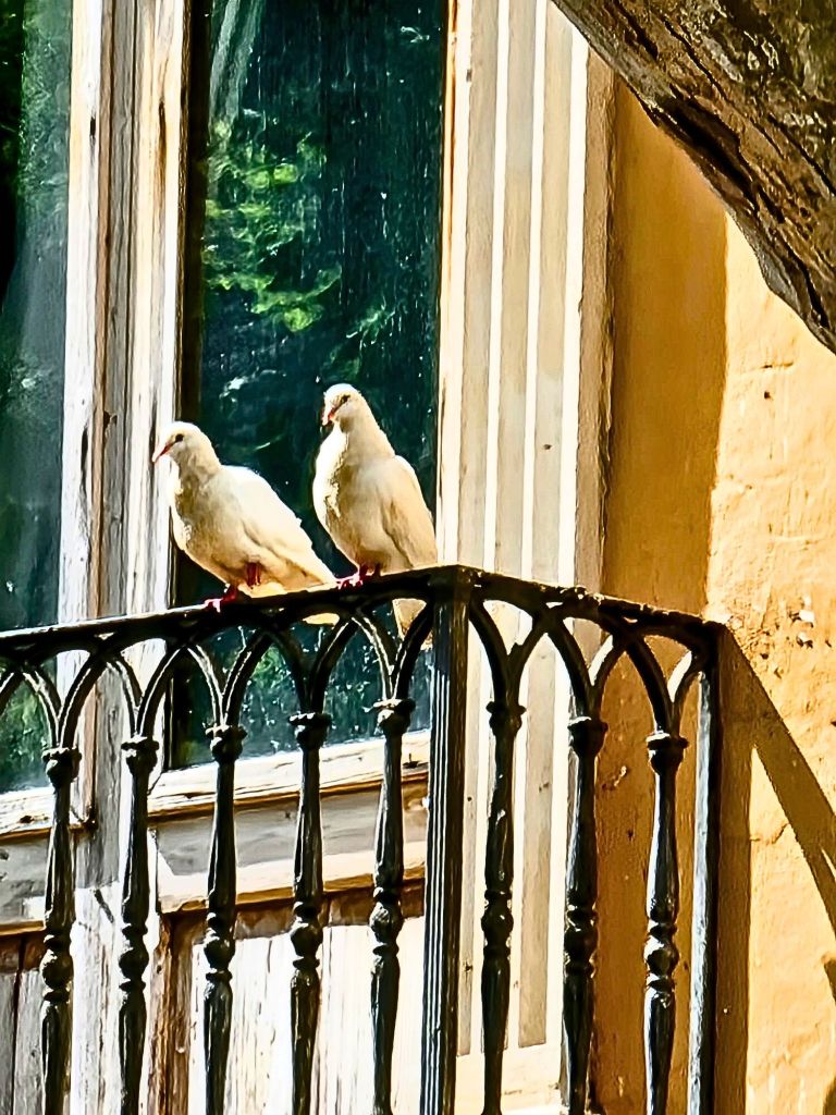 Two white doves sit side by side on a wrought-iron balcony in Dénia, Spain. Their feathers glisten in the sunlight, and their tranquil presence contrasts with the soft reflection of leafy trees on the glass window behind them, enhancing the serene atmosphere.