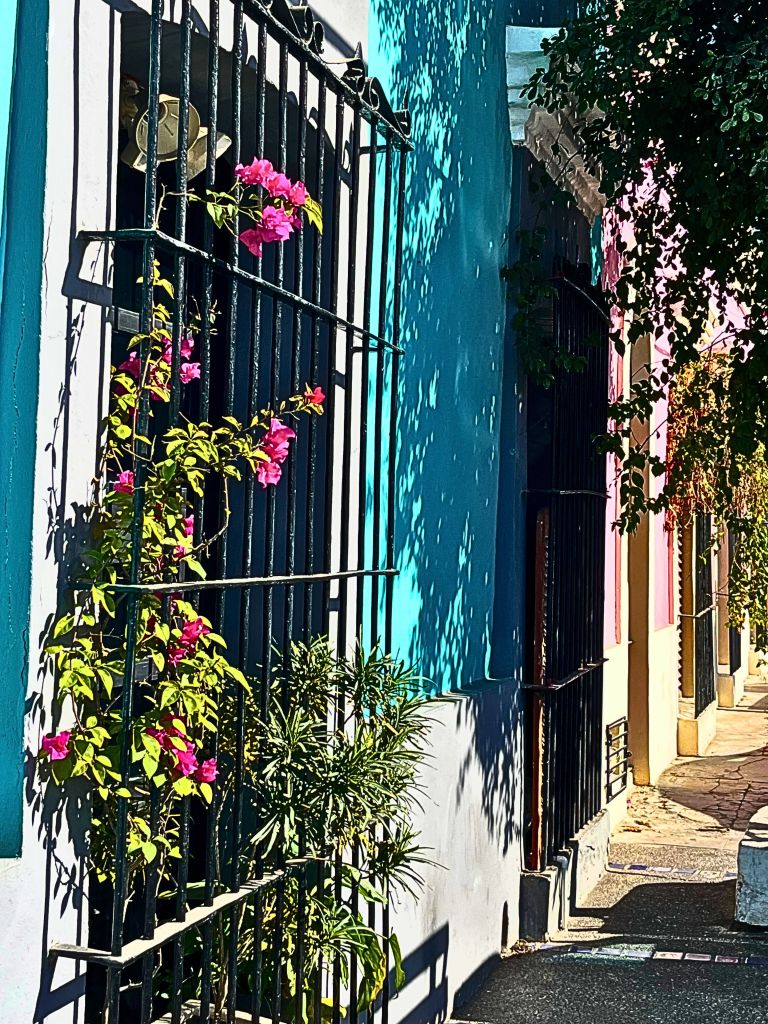 A close-up view of a weathered turquoise wall with a matte, velvety texture, softened by time and sun. Bougainvillea vines with magenta petals cascade down, brushing against the wall, while a wrought-iron window curves gracefully in the background. The scene evokes a sense of stillness and history in Mazatlán’s historic center.