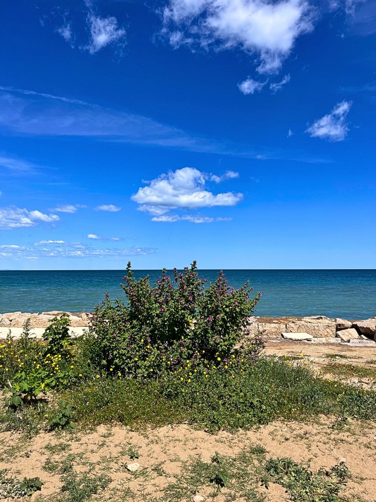 Rough, sun‑warmed limestone ground flecked with wind‑blown sand and tufts of coastal grasses.