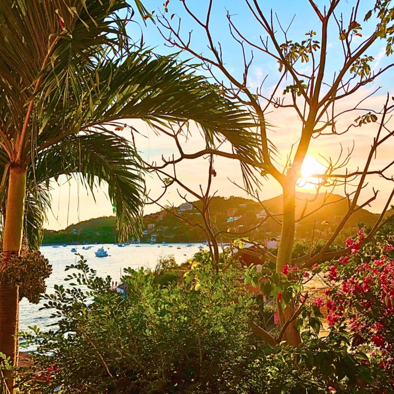A golden sunset over Zihuatanejo Bay, framed by a lush tropical scene with palm trees, a leafless tree, and vibrant red bougainvillea.