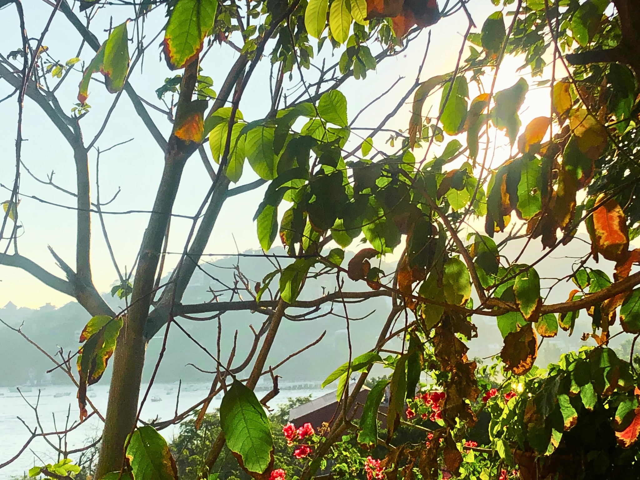 A tropical landscape with a golden sun setting behind distant hills, casting light over the bay, with boats scattered across the water.